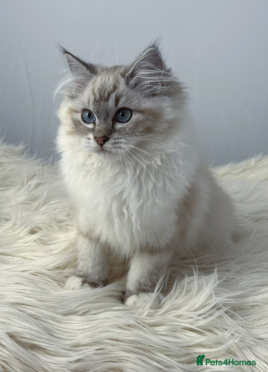 Ragdoll cats for sale: Playful Pedigree Ragdoll Kittens Available - Image 6