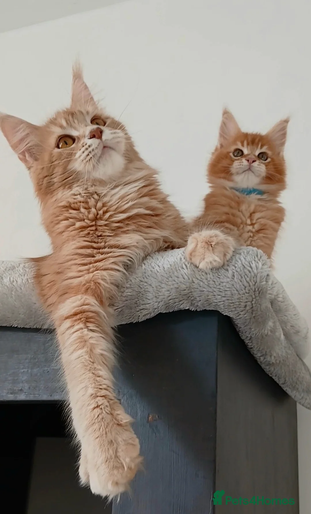 Maine Coon cats for sale: Sweet Pure Breed Maine Coon Boy Kitten - Advert 10