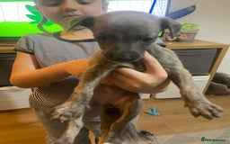 Whippet dogs for sale: Adorable home bred KC whippets - Image 33