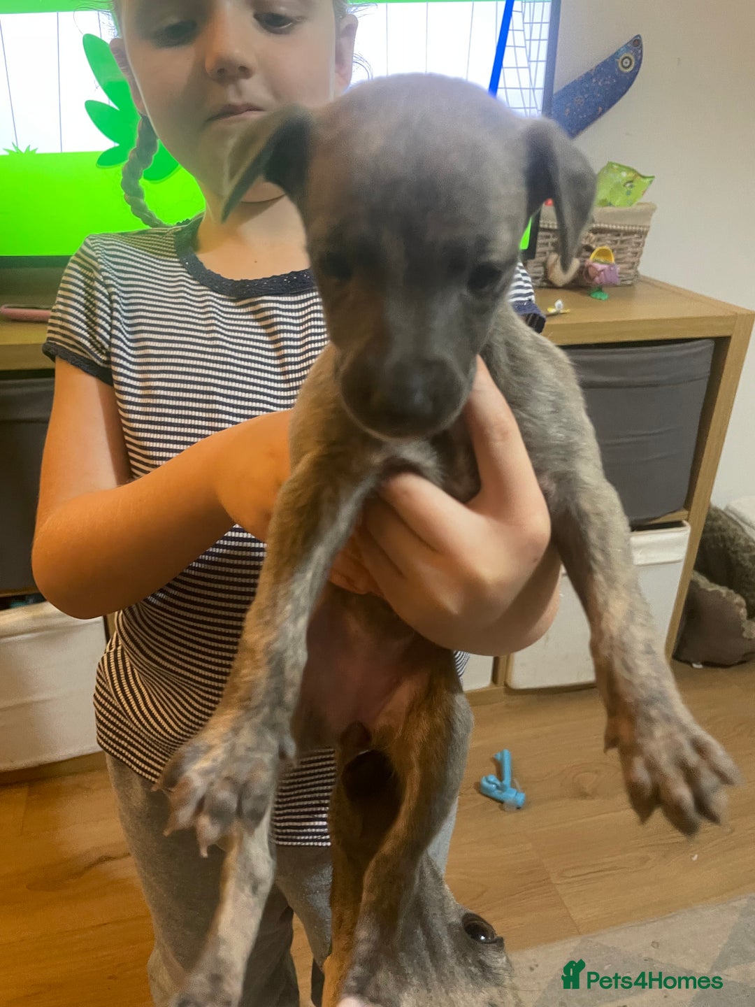Whippet dogs for sale: Adorable home bred KC whippets - Image 33