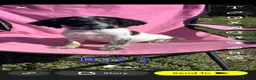 English Springer Spaniel dogs for sale: English springer spaniel pups for sale - Advert 12