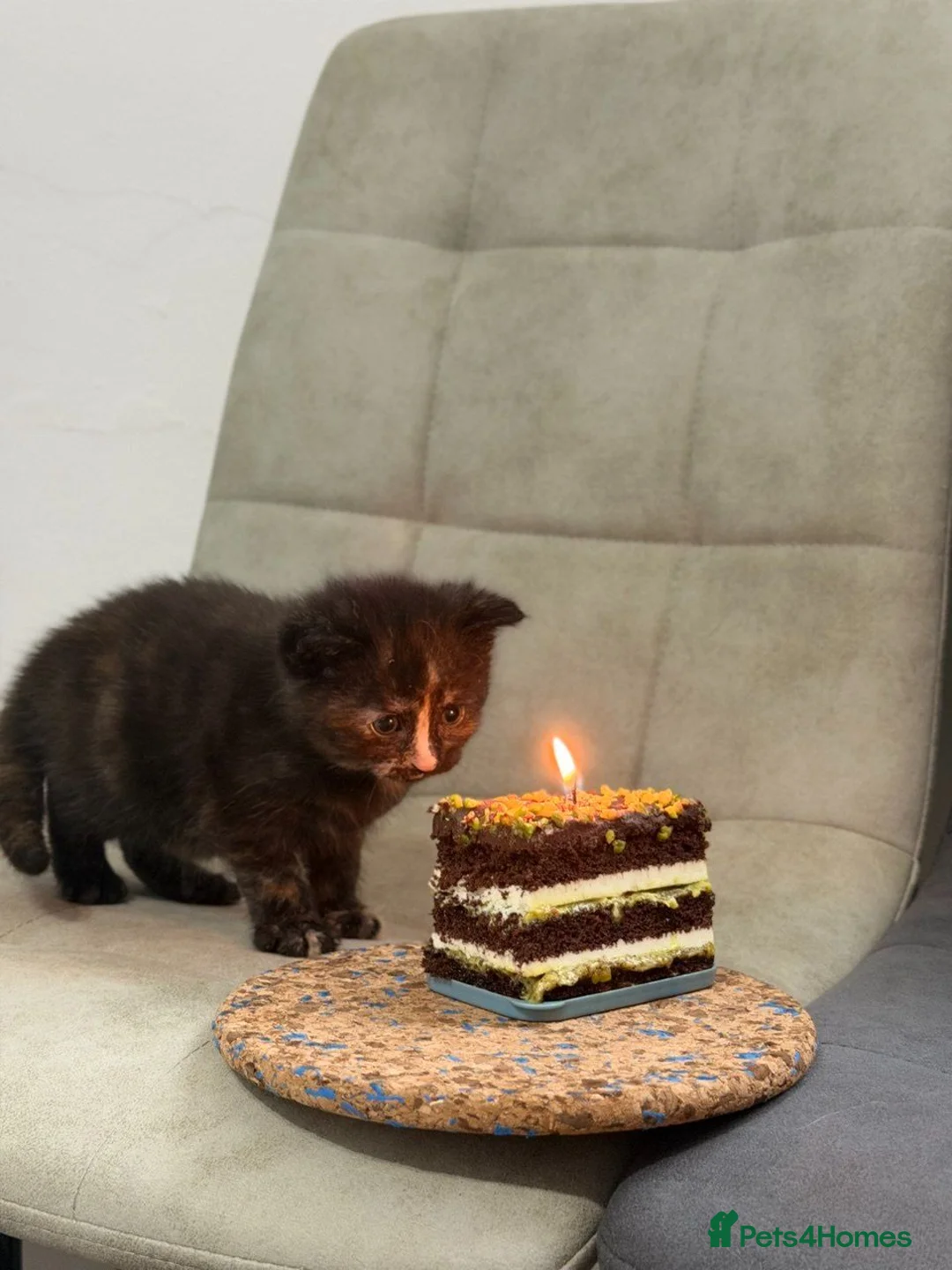 Mixed Breed cats for sale: baby cat in Smethwick - Advert 7