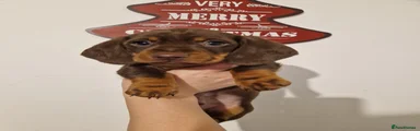 Miniature Dachshund Puppy 2