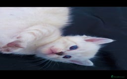 Scottish Fold cats for sale: Stunning Scottish fold kittens  - Image 5