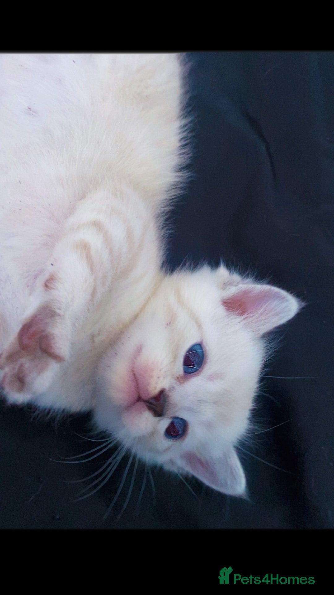Scottish Fold cats for sale: Stunning Scottish fold kittens  - Image 5