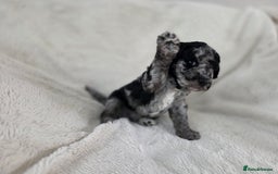 Schnoodle dogs for sale: 3 Stunning F2b Mearle Schnoodle Puppies - Image 6