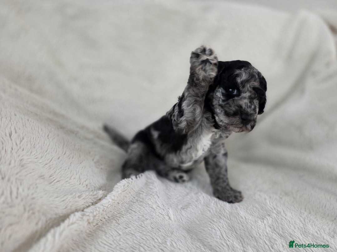 Schnoodle dogs for sale: 3 Stunning F2b Mearle Schnoodle Puppies - Image 6