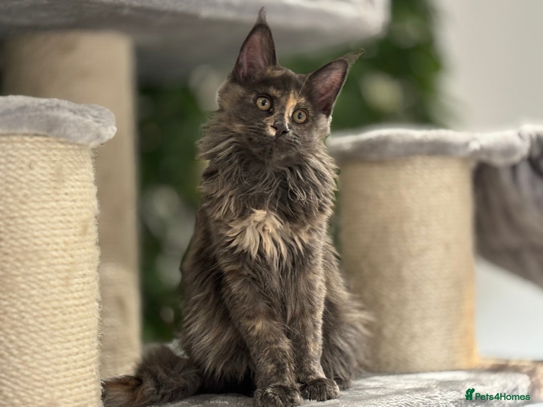 Maine Coon cats for sale: Tica Stunning Kittens  - Image 31