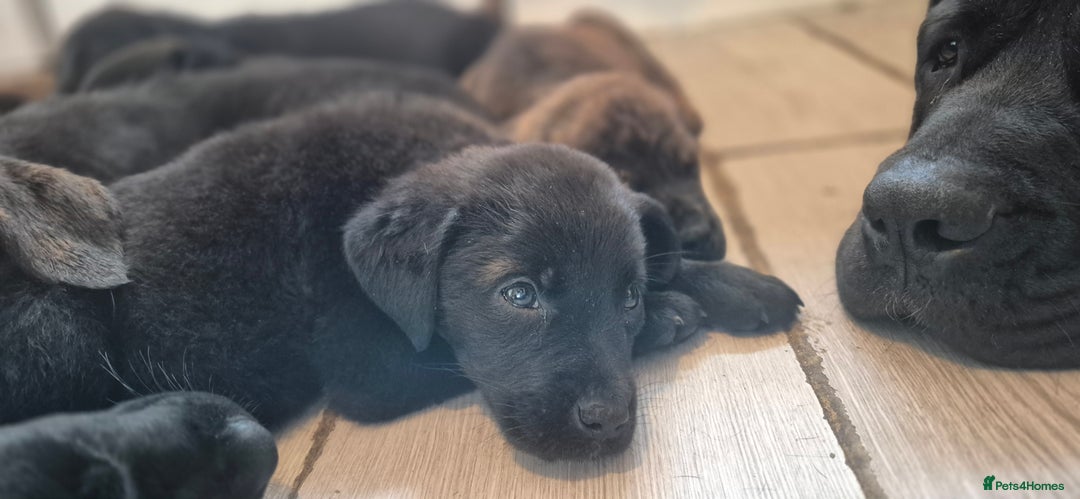 Mixed Breed dogs for sale: Mastiff x Rottweiler  - Image 28