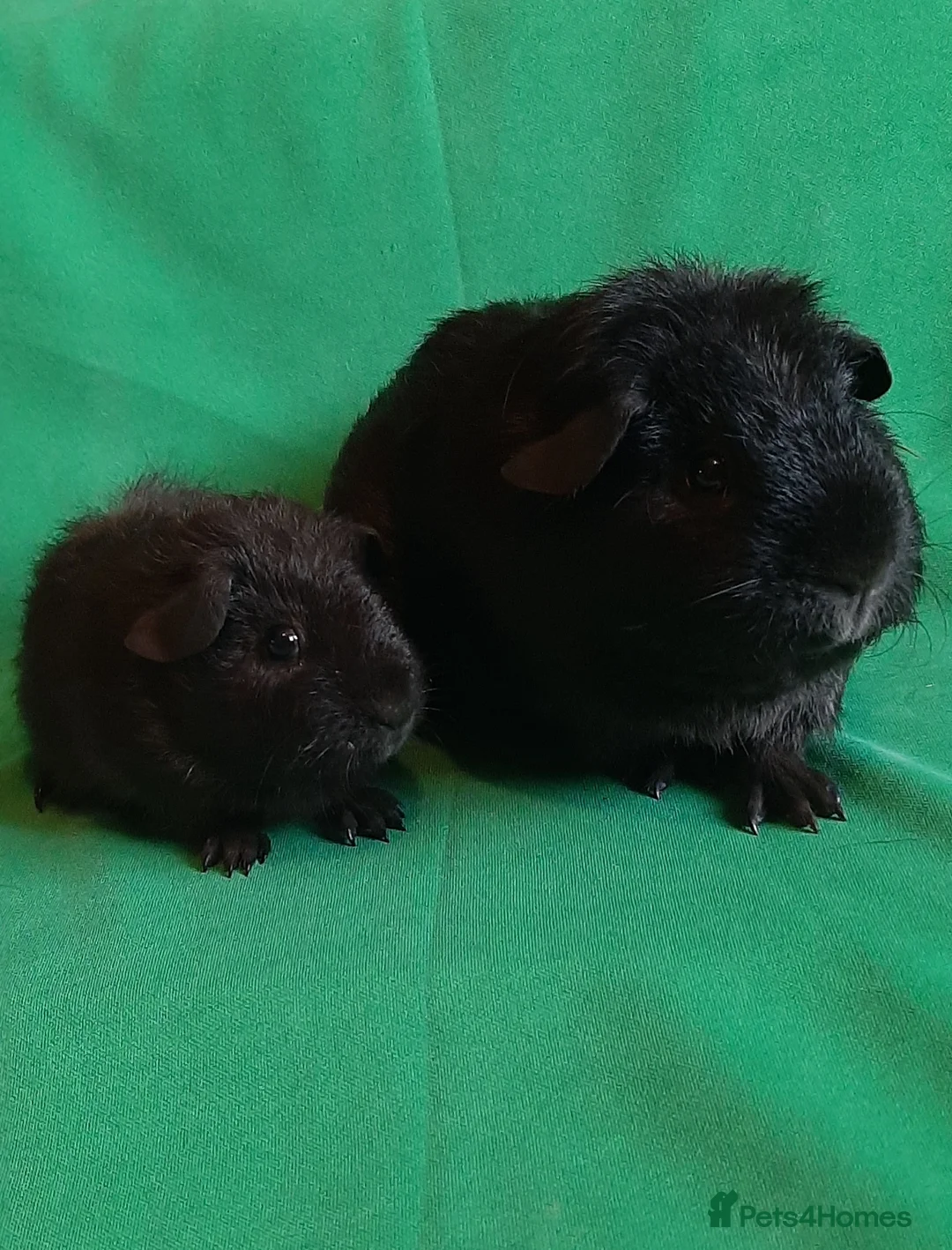 Guinea Pig rodents for sale: Guinea pig baby girls  - Advert 1