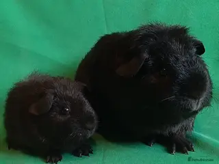 Guinea Pig rodents for sale: Guinea pig baby girls - Advert 1