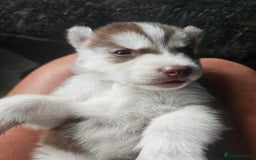 Siberian Husky dogs for sale: Gorgeous Litter of Husky Puppies - Image 27