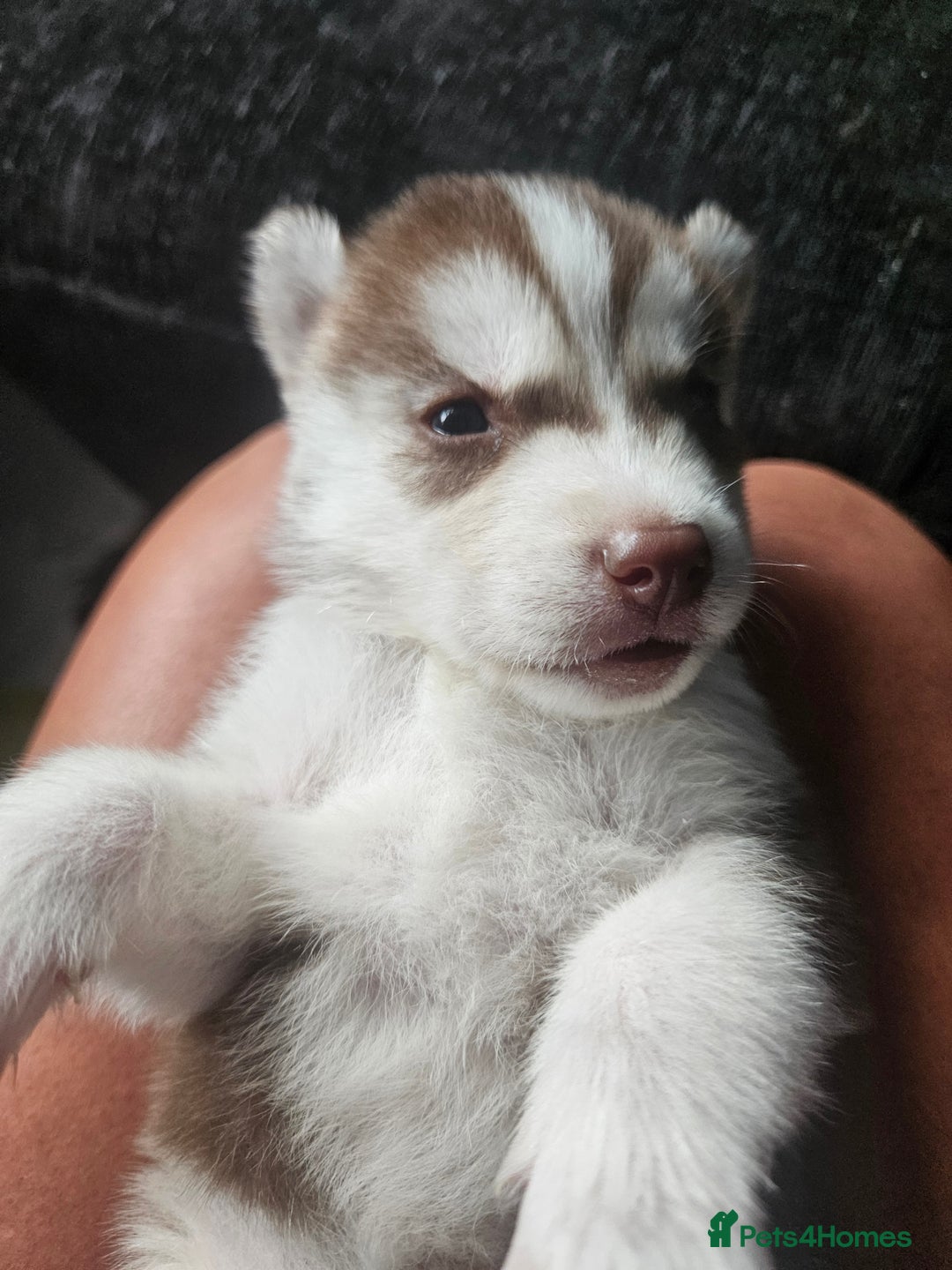 Siberian Husky dogs for sale: Gorgeous Litter of Husky Puppies - Image 27