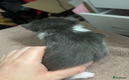 Mixed Breed cats for sale: Stunning mixed litter of kittens - Image 4