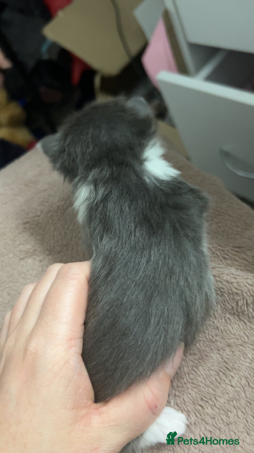 Mixed Breed cats for sale: Stunning mixed litter of kittens - Image 4