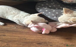 Chihuahua dogs for sale: Puppies chihuahuas 1 boy and 2 little princesses  - Image 23