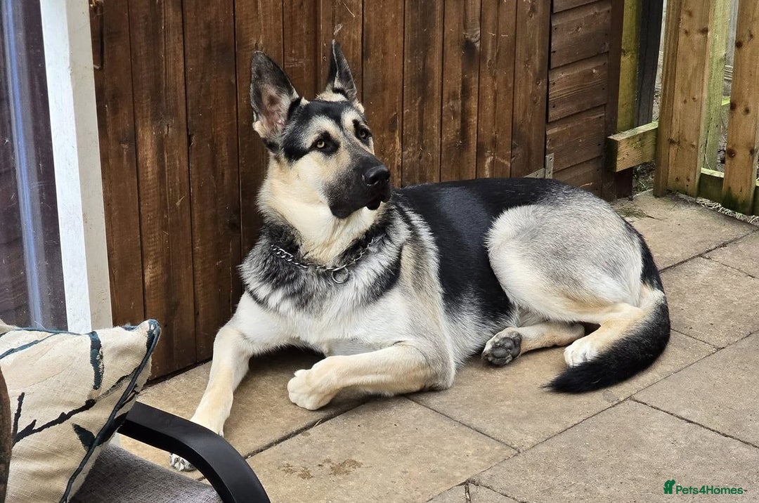 German Shepherd dogs for sale: ⚡RARE EAST EUROPEAN SHEPHERD PUPPIES AVAILABLE⚡ - Image 32