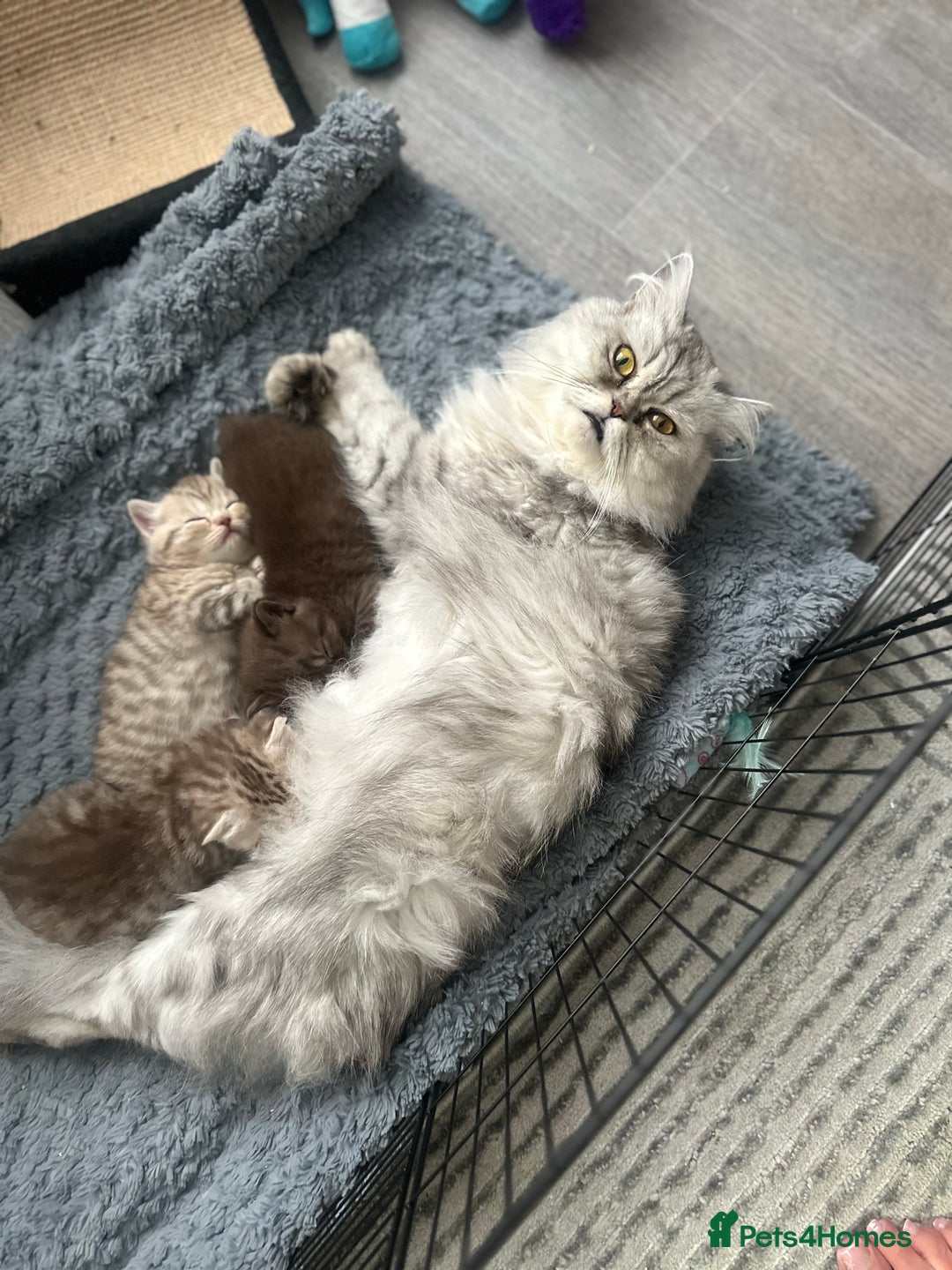 British Shorthair cats for sale: Male brown British short hair left  - Image 1