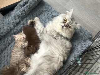 British Shorthair cats - Advert 22