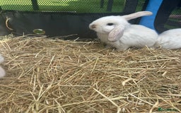 Mini Lop rabbits for sale: mini lops  - Image 4