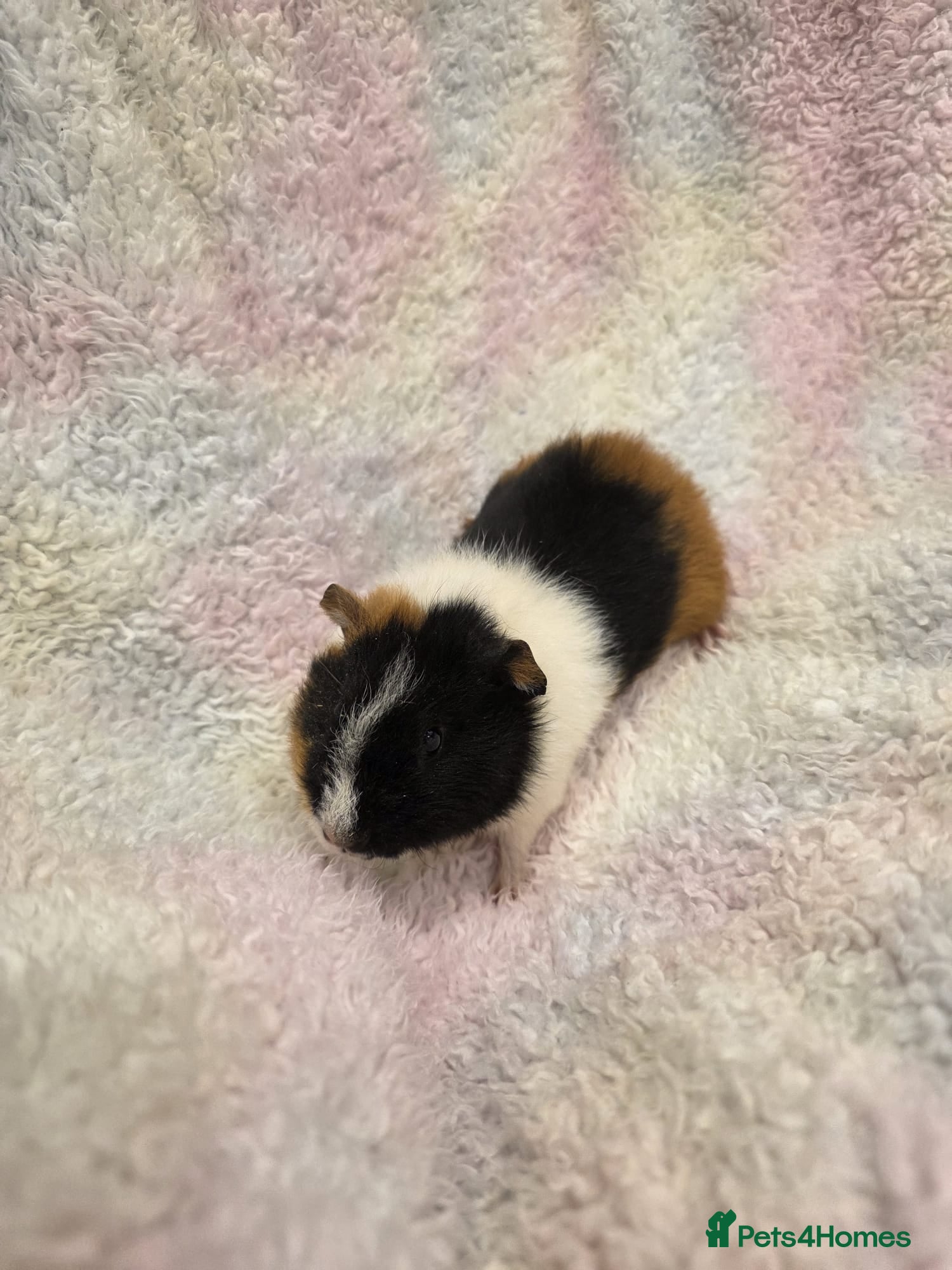 Guinea Pig rodents Baby Guinea Pigs for Sale 🐹 - Advert 8