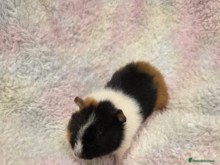 Guinea Pig rodents Baby Guinea Pigs for Sale 🐹 - Advert 7