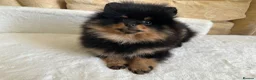 Pomeranian dogs for sale: 🏆KC Russian/Taiwan 🏆Pomeranian puppies - Advert 15