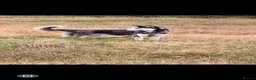 Siberian Husky dogs for stud: Bicolor gorgeous siberian husky for stud - Advert 3
