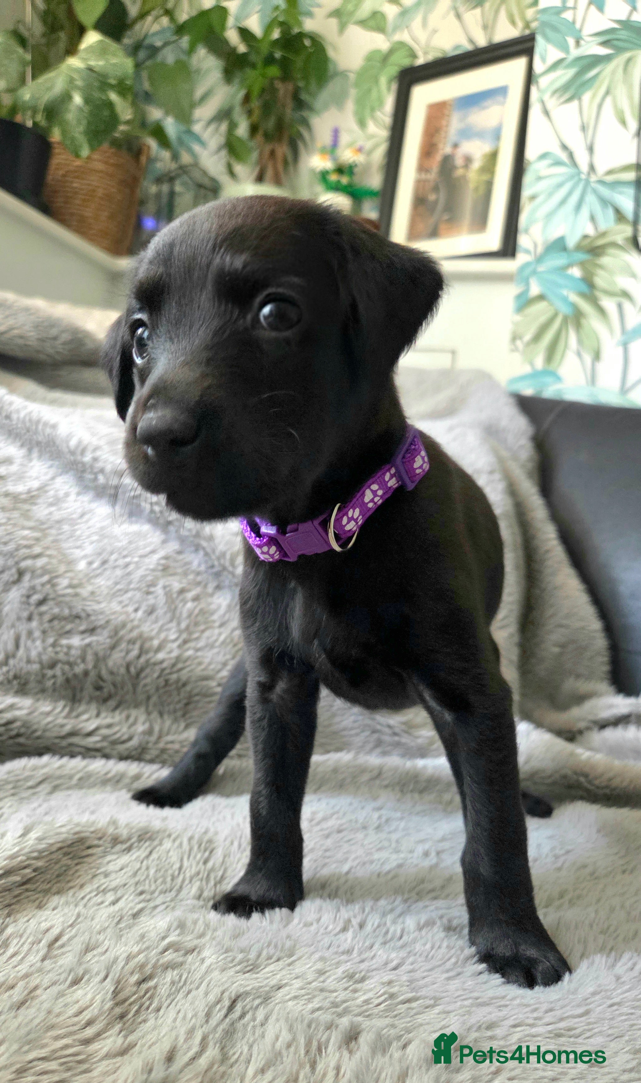 Mixed Breed dogs 🐾 Labrador × Whippet Puppies! 🐾 - Advert 2