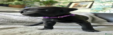 Purple Collar
