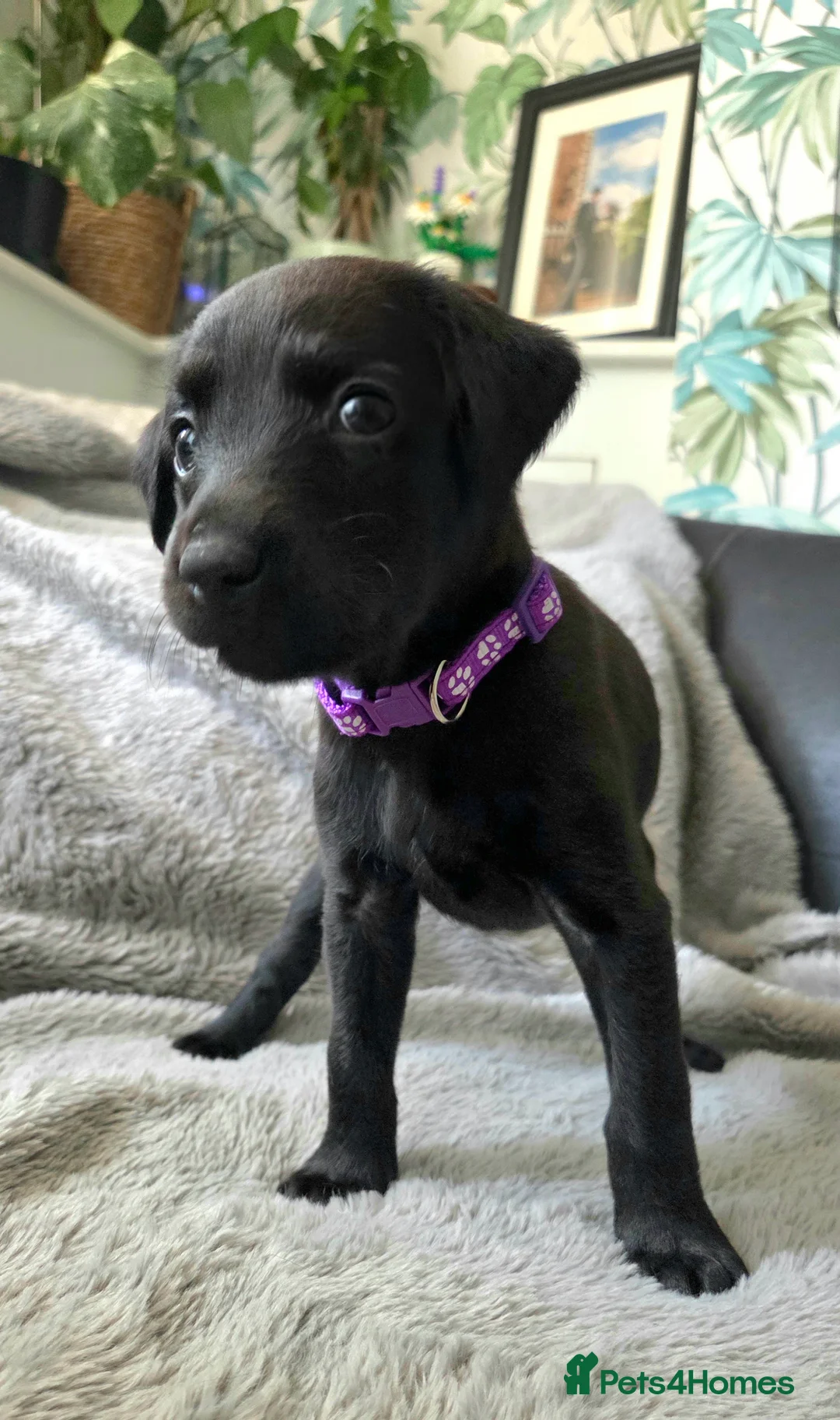 Mixed Breed dogs for sale: 🐾 Labrador × Whippet Puppies! 🐾 - Advert 2