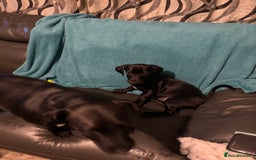 Mixed Breed dogs for sale: Beautiful boy  - Image 14