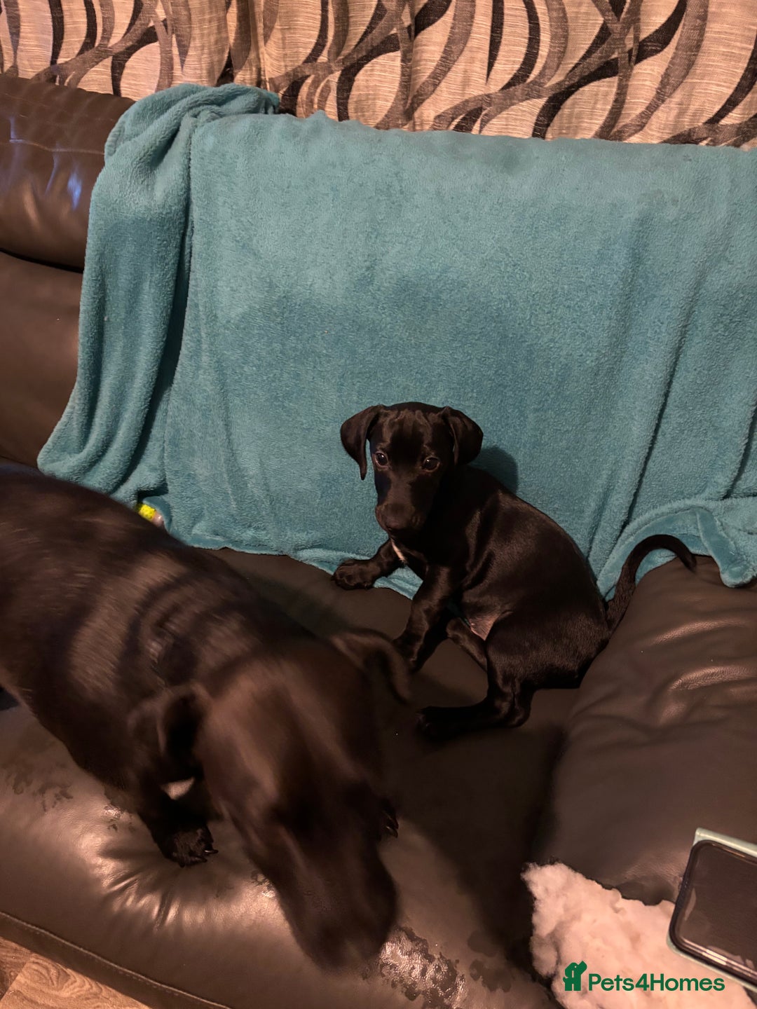 Mixed Breed dogs for sale: Beautiful boy  - Image 14