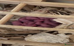 Rat rodents for sale: Baby rats looking for 5*homes only  - Image 3