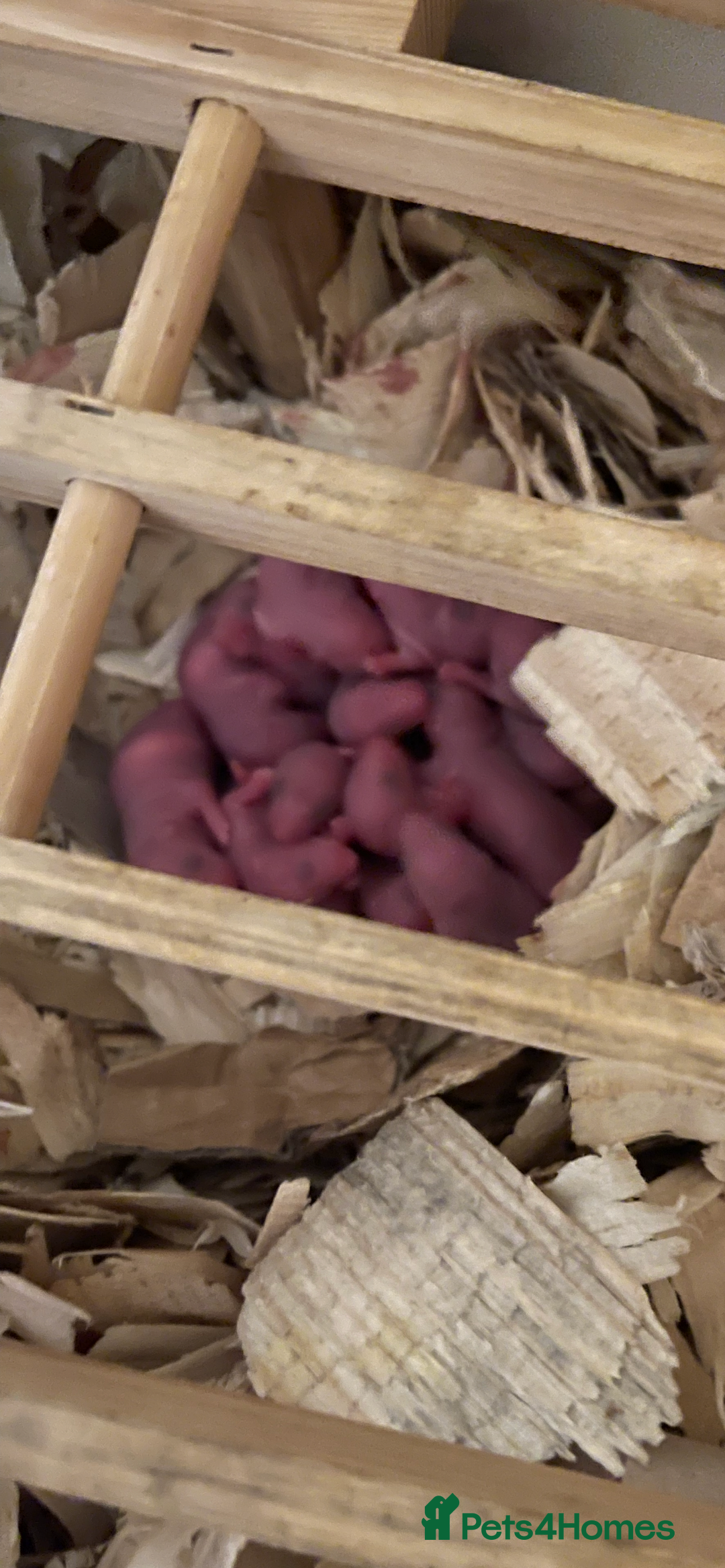Rat rodents for sale: Baby rats looking for 5*homes only  - Image 3