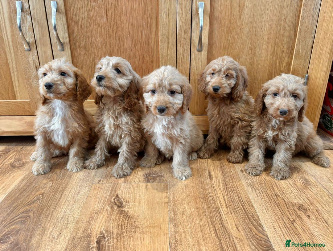 Cockapoo dogs for sale: Cockapoo Puppies Ready Now Fully Vaccinated  - Advert 2