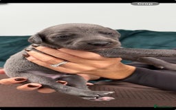 Whippet dogs for sale: 4 bedlington whippet cross whippet puppies  - Image 7