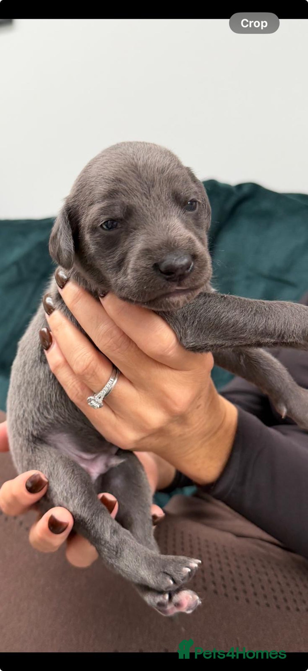 Whippet dogs for sale: 4 bedlington whippet cross whippet puppies  - Image 7