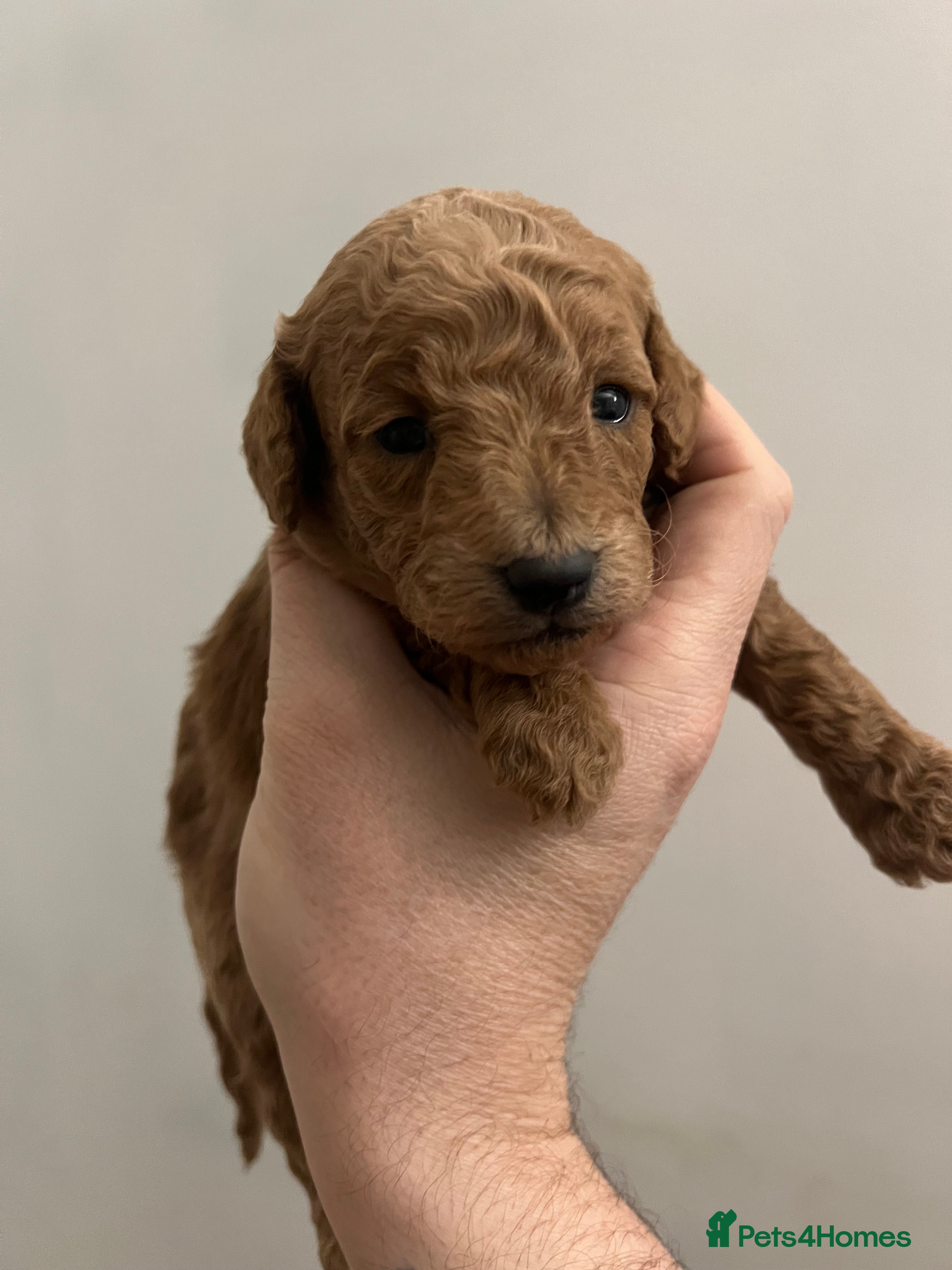 Cockapoo dogs BEAUTIFUL LITTER OF COCKAPOO  - Advert 2