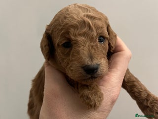 Cockapoo dogs BEAUTIFUL LITTER OF COCKAPOO - Advert 2