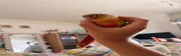 Conures birds for sale: 15 week dna female conure hand reared and tamed - Advert 8