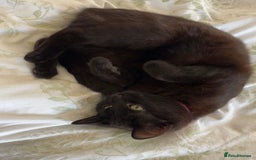 American Shorthair cats for sale: Kitten needs a new home  - Image 5