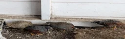 Mixed Breed birds for sale: 9 Button Quail – Males and Females – North Hants - Advert 6