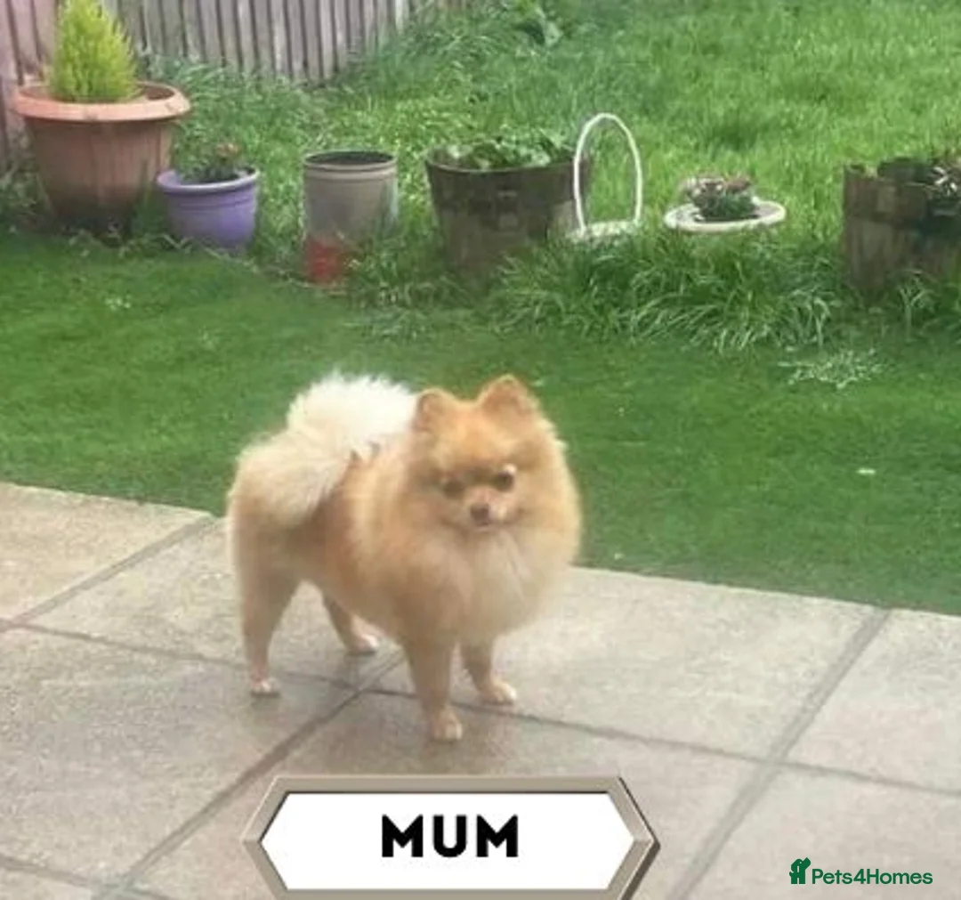 Pomeranian dogs for sale: ❤️ Special Cream Male Pomeranian Puppy - Advert 4