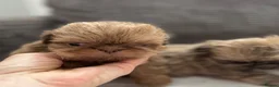 Shih Tzu dogs for sale: Imperial shihtzu puppies  - Advert 19