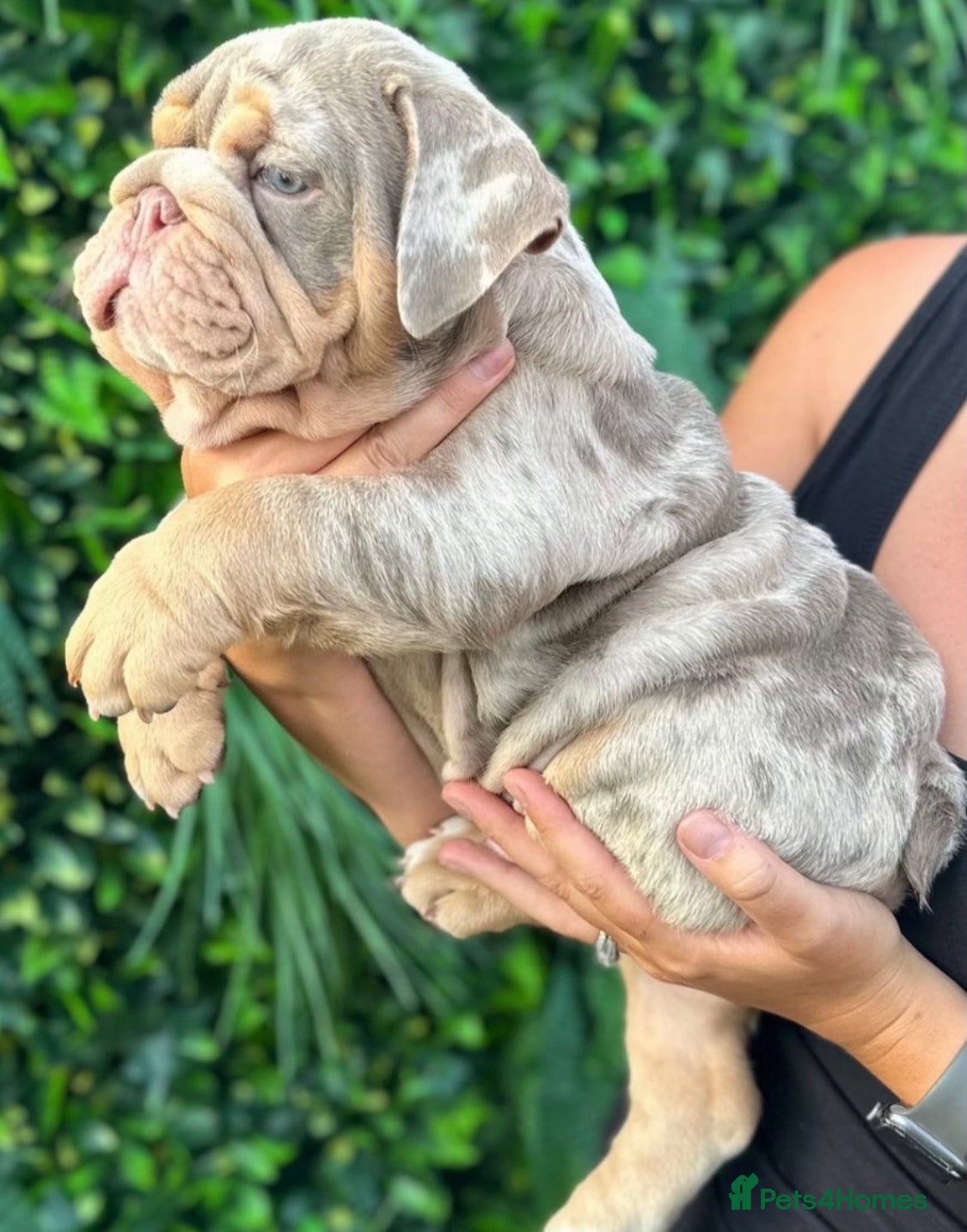 English Bulldog dogs Beautiful lilac tri Merle bulldog up for stud - Advert 14