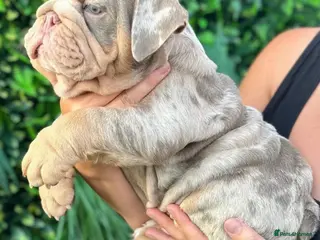 English Bulldog dogs Beautiful lilac tri Merle bulldog up for stud - Advert 14
