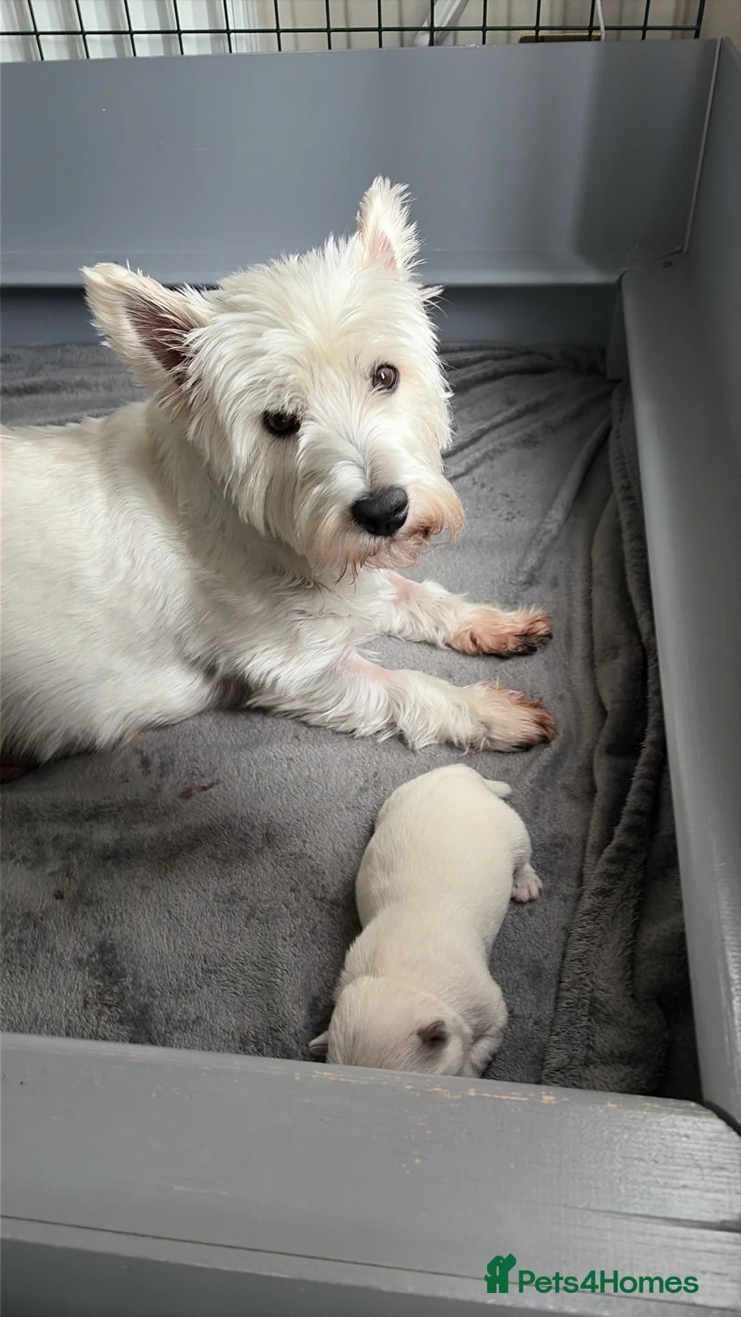 West Highland Terrier dogs for sale: West highland Terrier male pup for sale in Wednesbury - Advert 2
