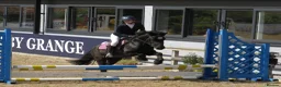 Welsh Section C horses for sale: Beautiful 13.1 Reg Welsh C  - Advert 2