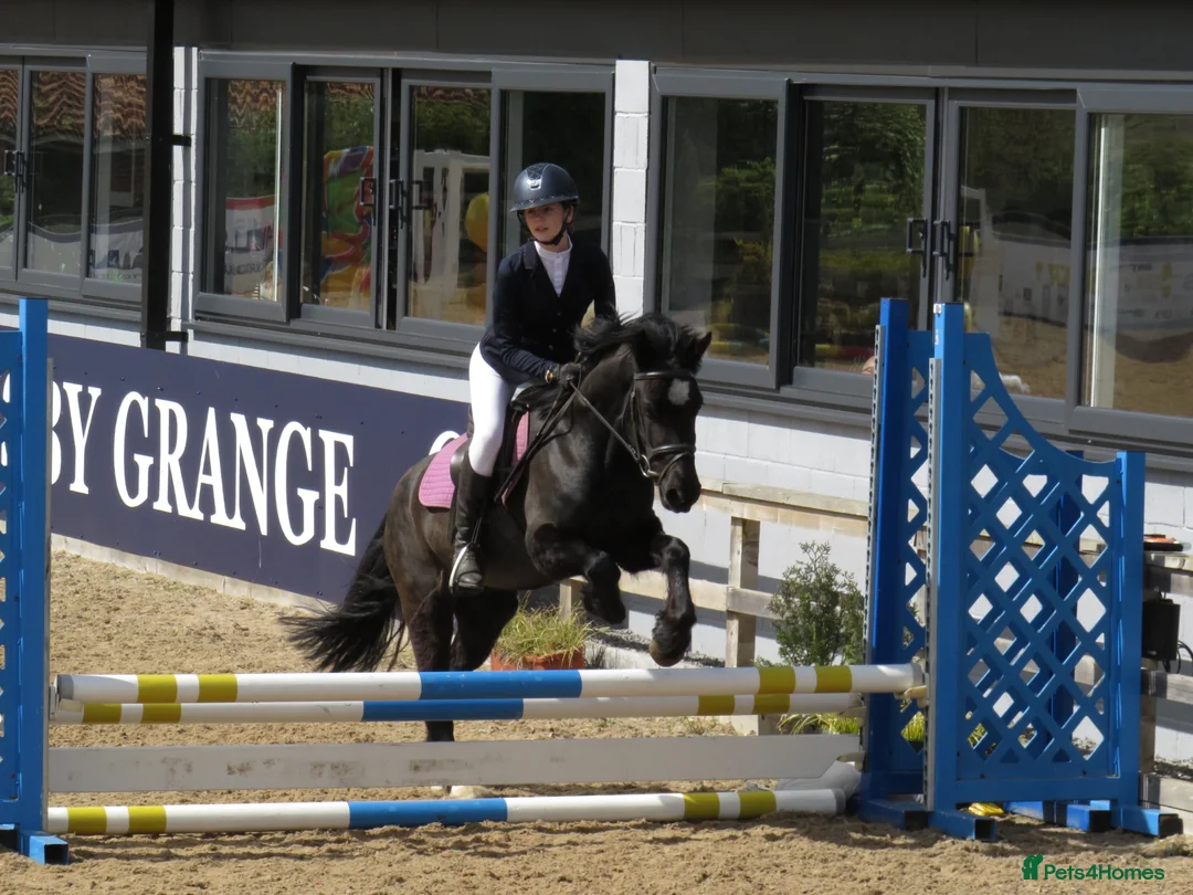 Welsh Section C horses for sale: Beautiful 13.1 Reg Welsh C  - Advert 2
